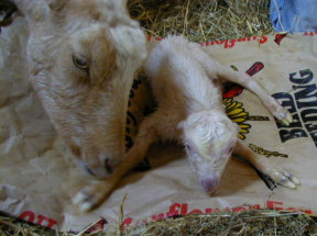 Goat giving birth