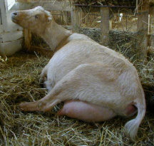 Goat giving birth