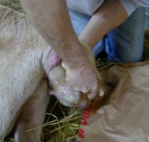 Goat giving birth