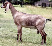 Indian+goat+breeds
