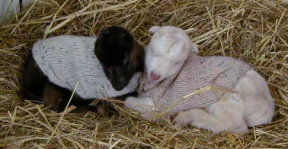 goats - Walden & Niblets