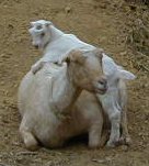 Goats - Goldie and Niblets