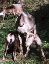 Goats- Goldie w/ her kids