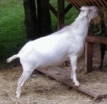 Goat - Buck - Fias Co Farm Galahad