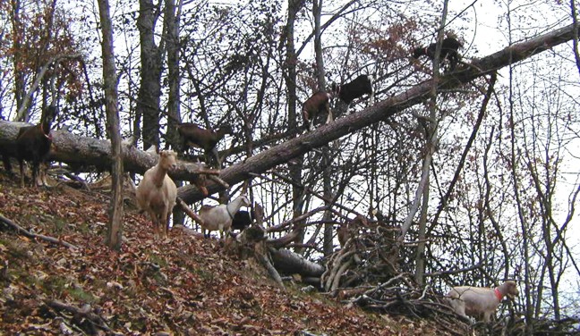 goats climbing