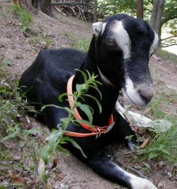 Goat - Doe - Millie