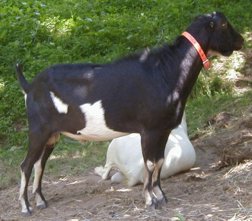 Goat - Buck - Tyler Mt. Ulysses