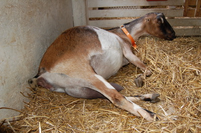 Goat giving birth