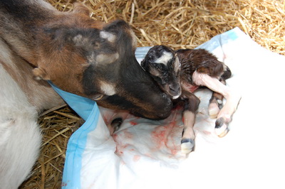 Goat giving birth