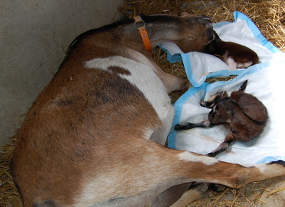 Goat giving birth