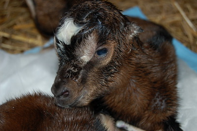 Goat giving birth