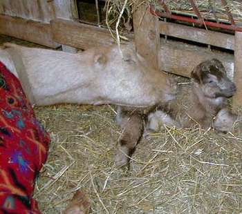 Goldie resting her head on her new daughter