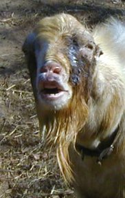 Image result for gifs of billy goats urinate on their heads