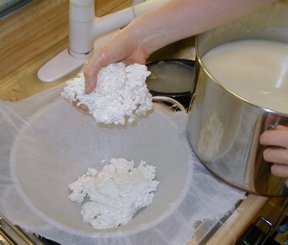 Moving the cheese wad to the cheesecloth/colander